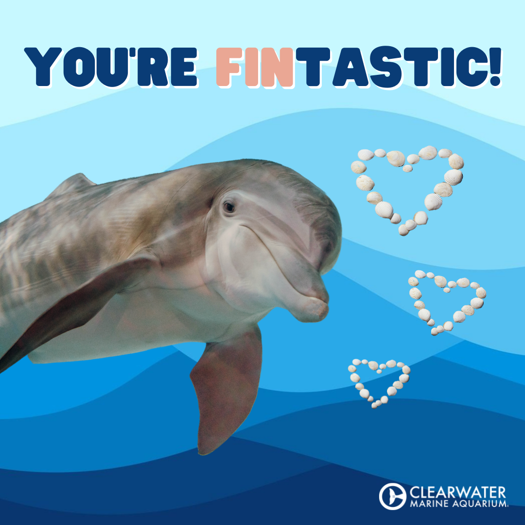 Virtual Valentine's Day Cards - Clearwater Marine Aquarium