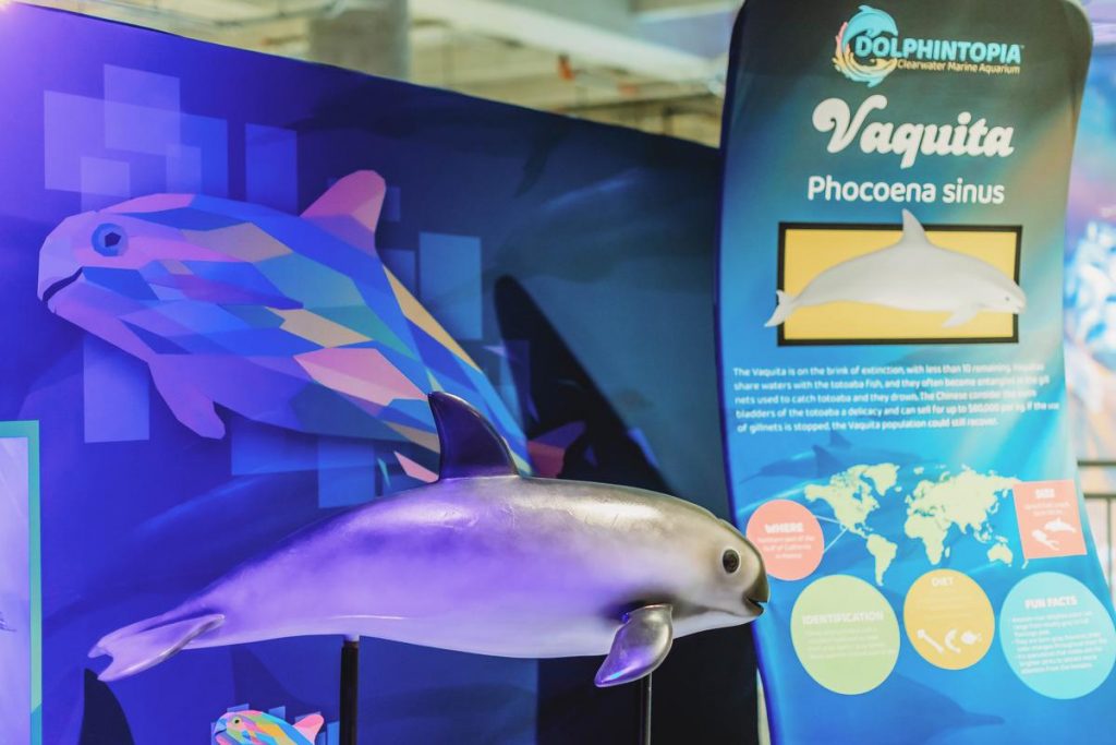 Vaquita, dolphintopia