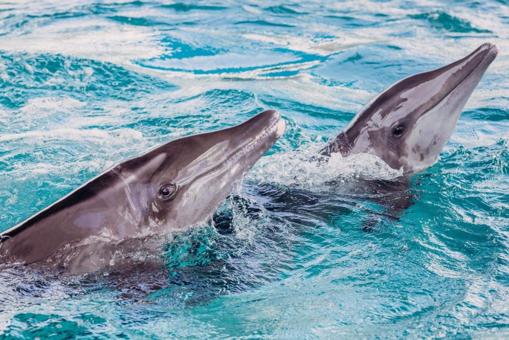 Rex and Rudy, rough-toothed dolphins