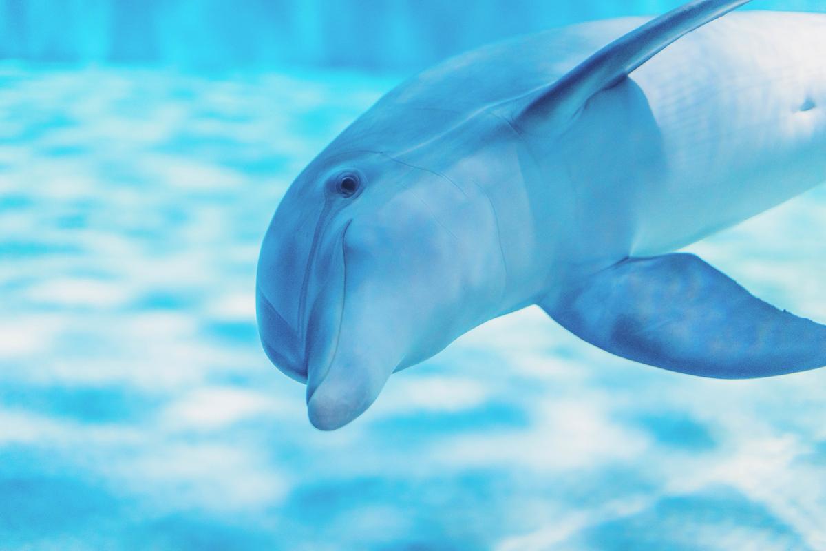 Pelican Cam Clearwater Marine Aquarium