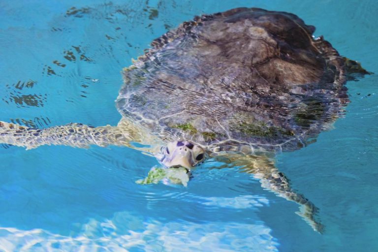 sea turtle eating lettuce