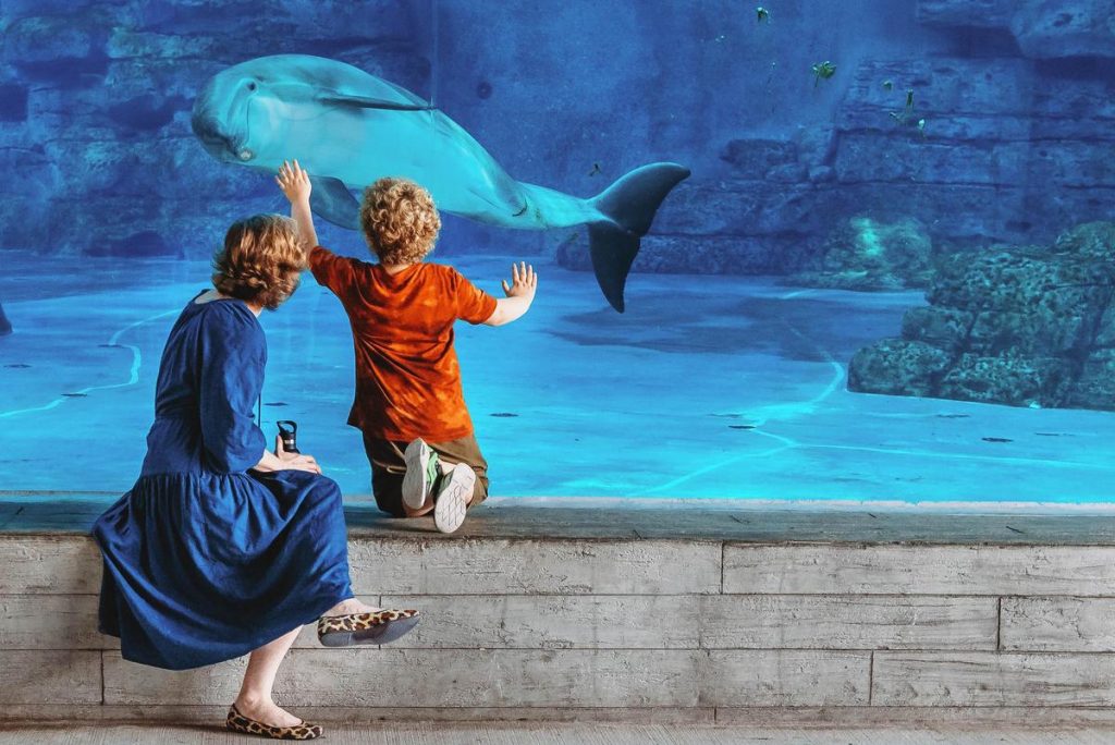 Clearwater Marine Aquarium Florida's Marine Life Rescue Center