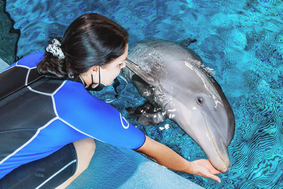 Izzy the Dolphin Clearwater Marine Aquarium