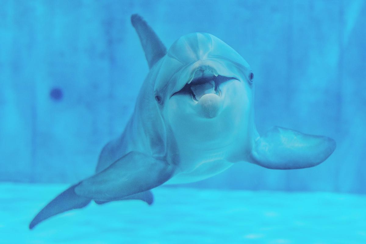 Stone Dolphin Complex cam 5 Pool 2 Clearwater Marine Aquarium