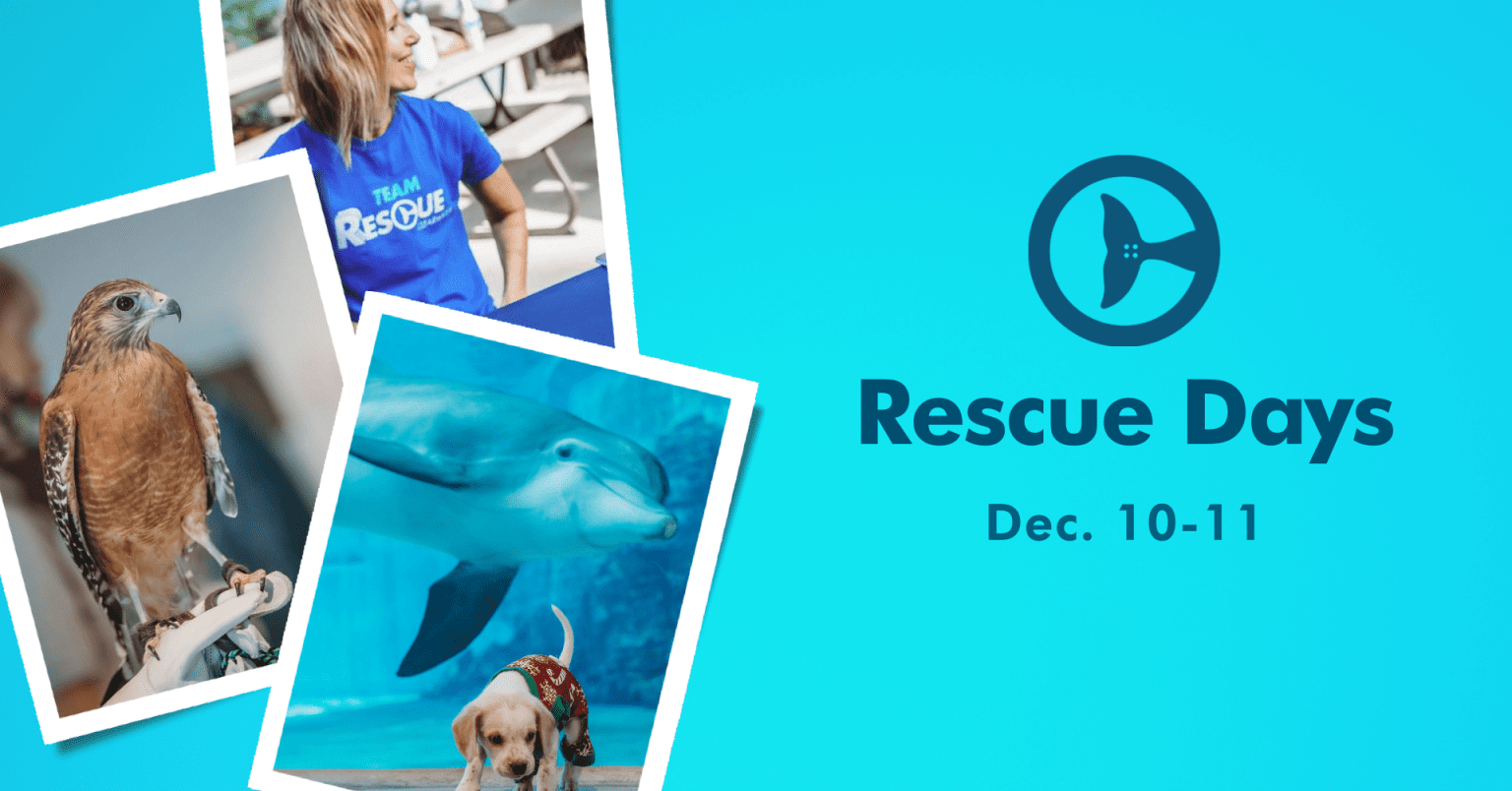 Rescue Days Clearwater Marine Aquarium