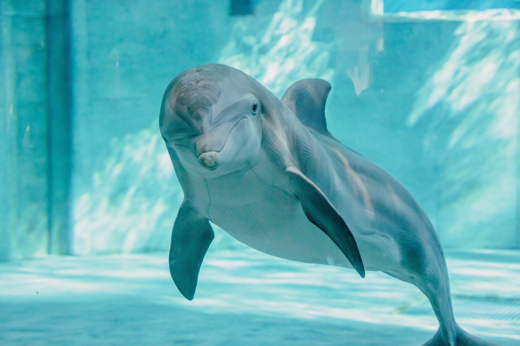 Splash Sale Clearwater Marine Aquarium