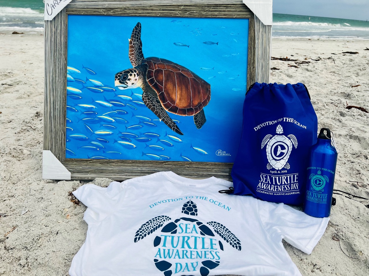 Sea Turtle Awareness Day 2023 Clearwater Marine Aquarium