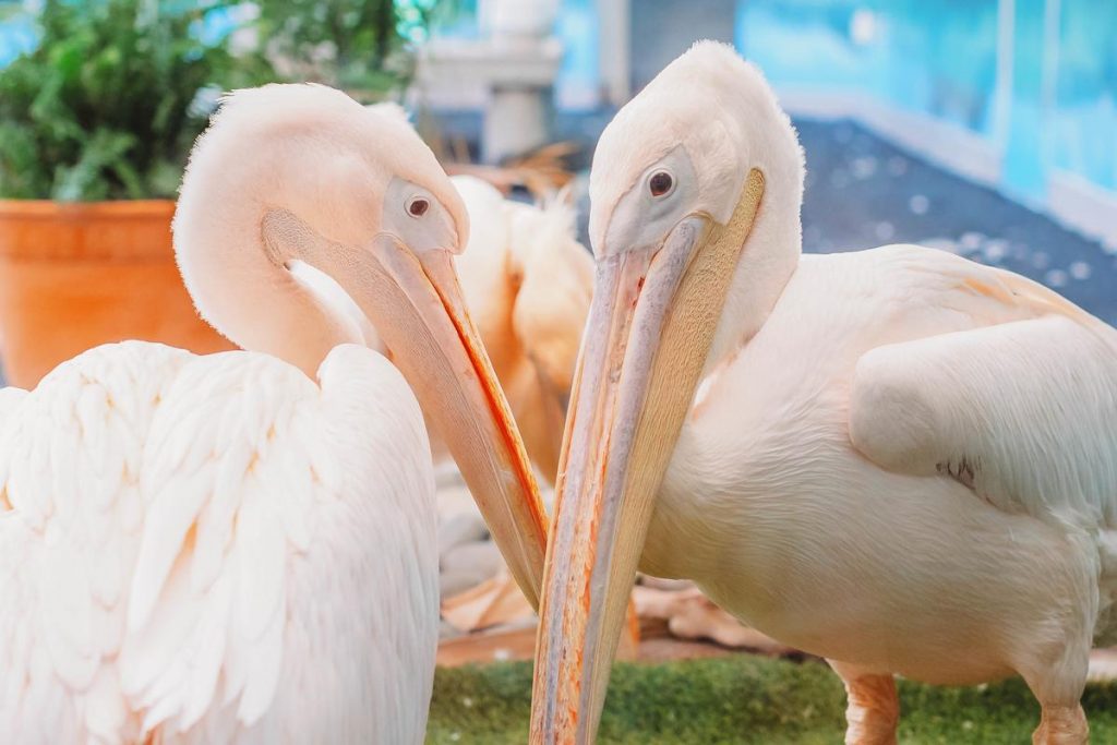 Pelicans