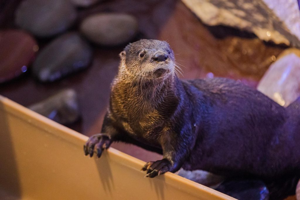 otter