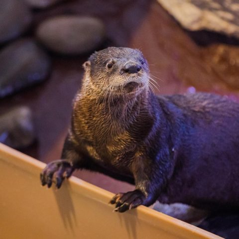 otter