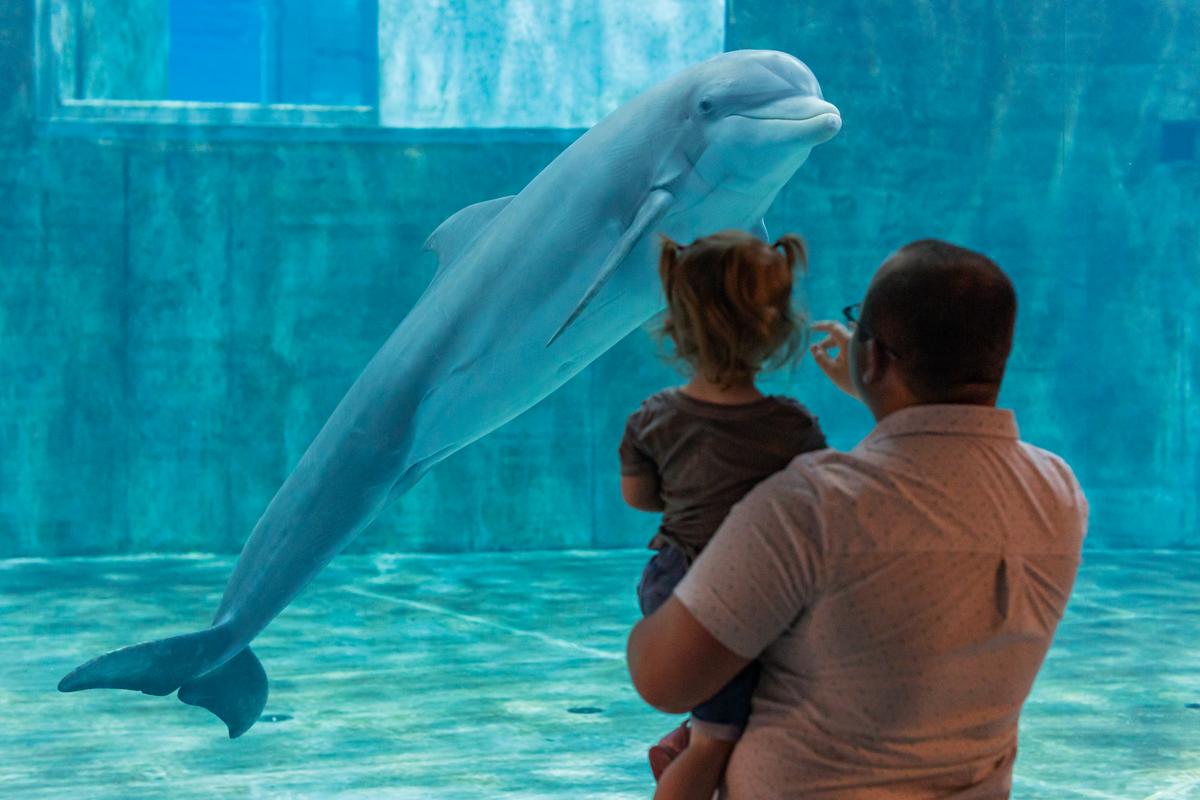 Father with daughter by dolphin window