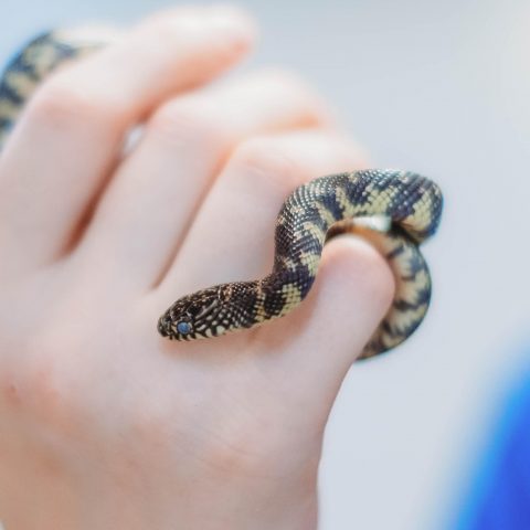 FWC Fish and Wildlife Research Institute - Hognose snakes will