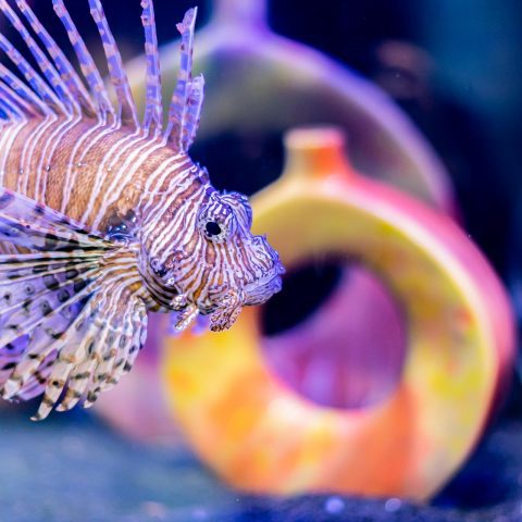 Lionfish