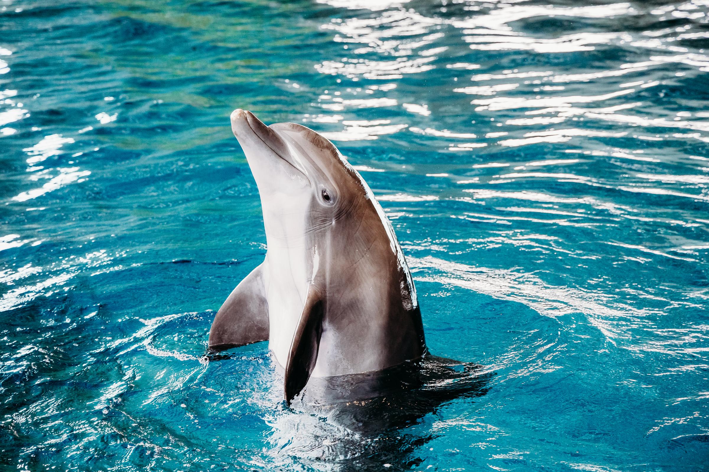 Nicholas, dolphin