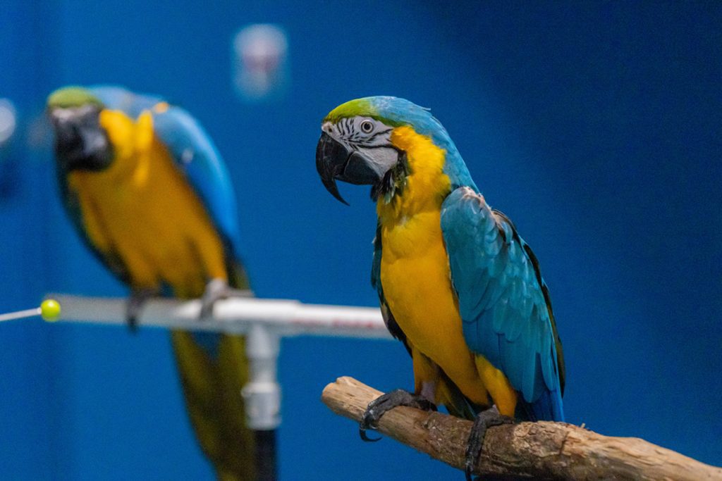 Tampa Bay Parrots at Clearwater Marine Aquarium Clearwater Marine