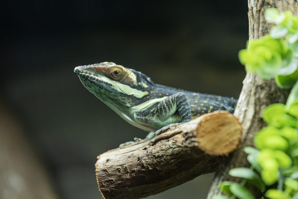 Great anole