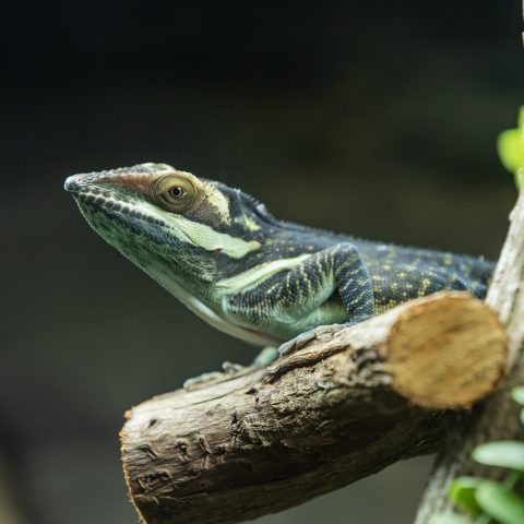 Great anole