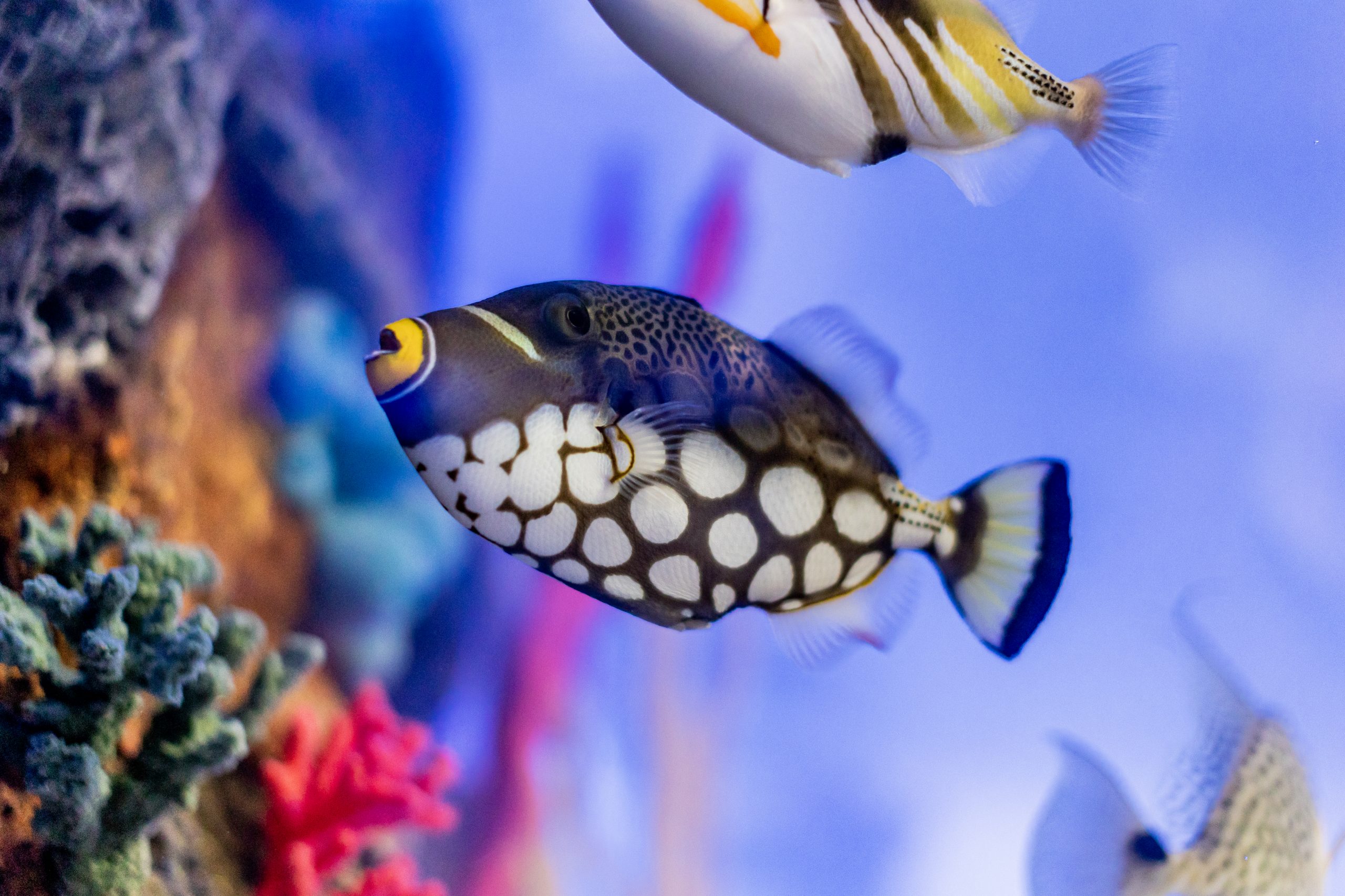 Varied Underwater Fish In The Mediterranean Sea. Under The Sea