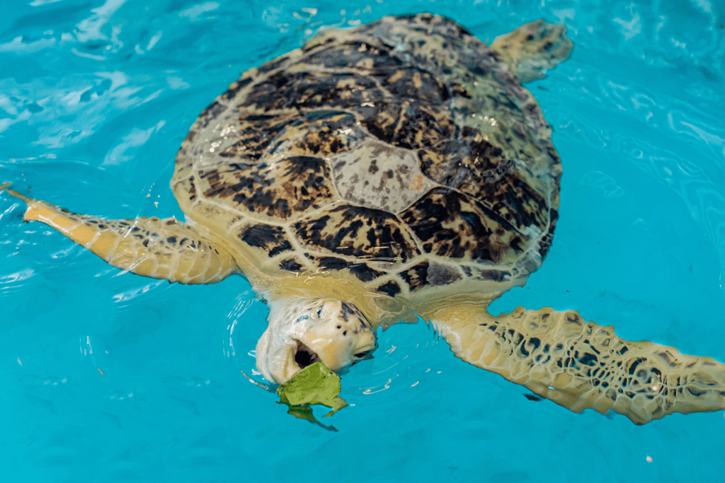 Salad for Sea Turtle