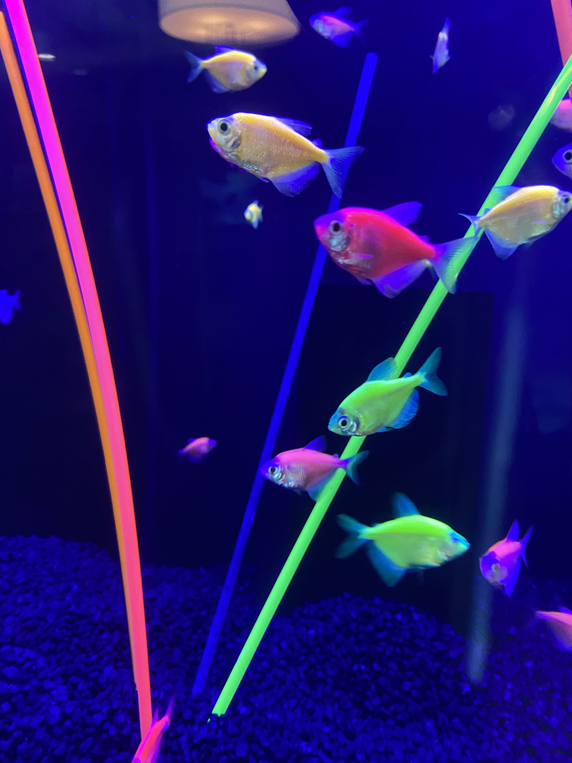 GloFish White Skirt Tetra Clearwater Marine Aquarium