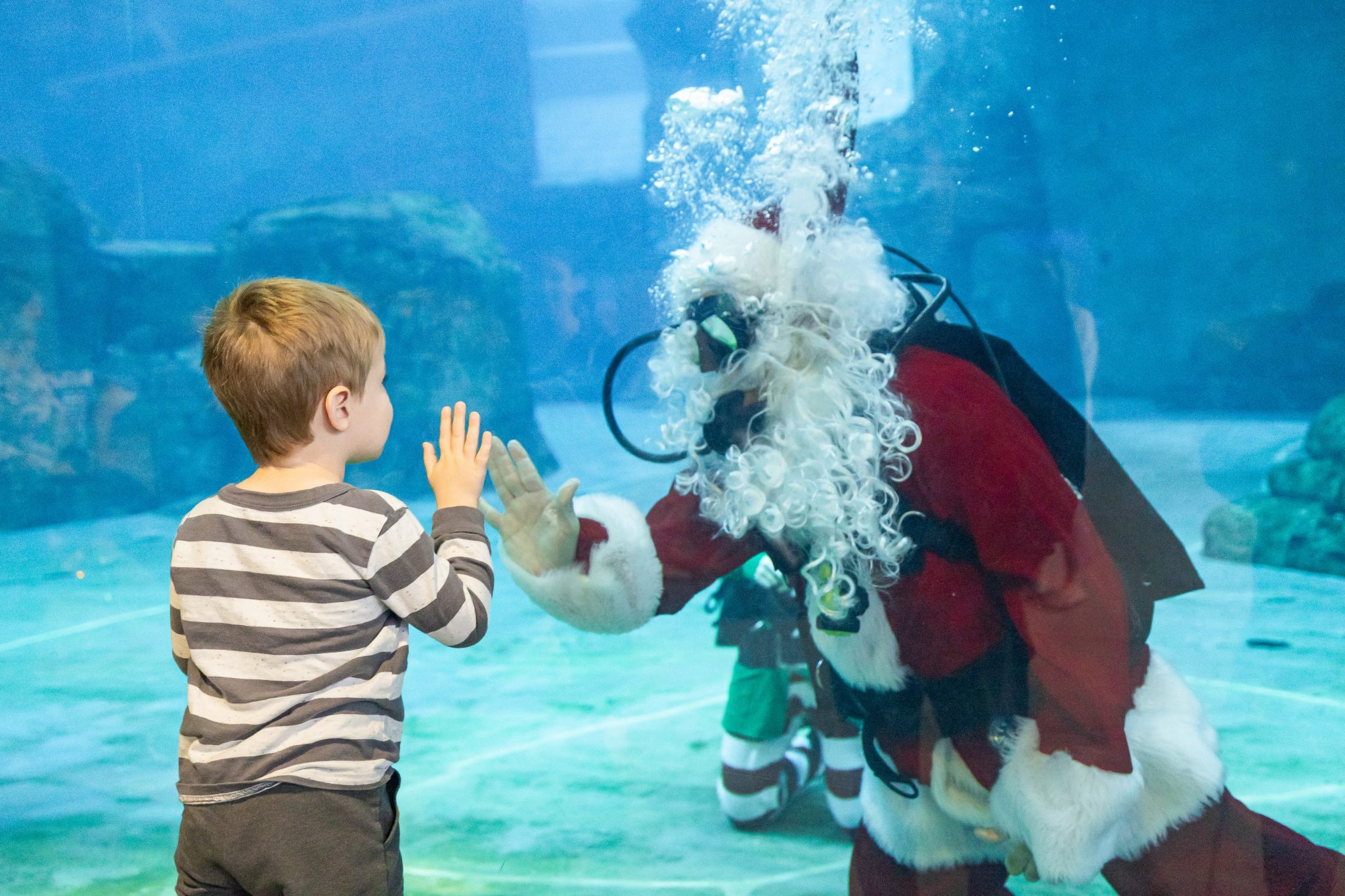 Sea Of Holiday Joy Clearwater Marine Aquarium sea-of-holiday-joy-clearwater-marine-aquarium
