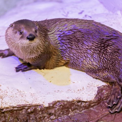 boomer otter