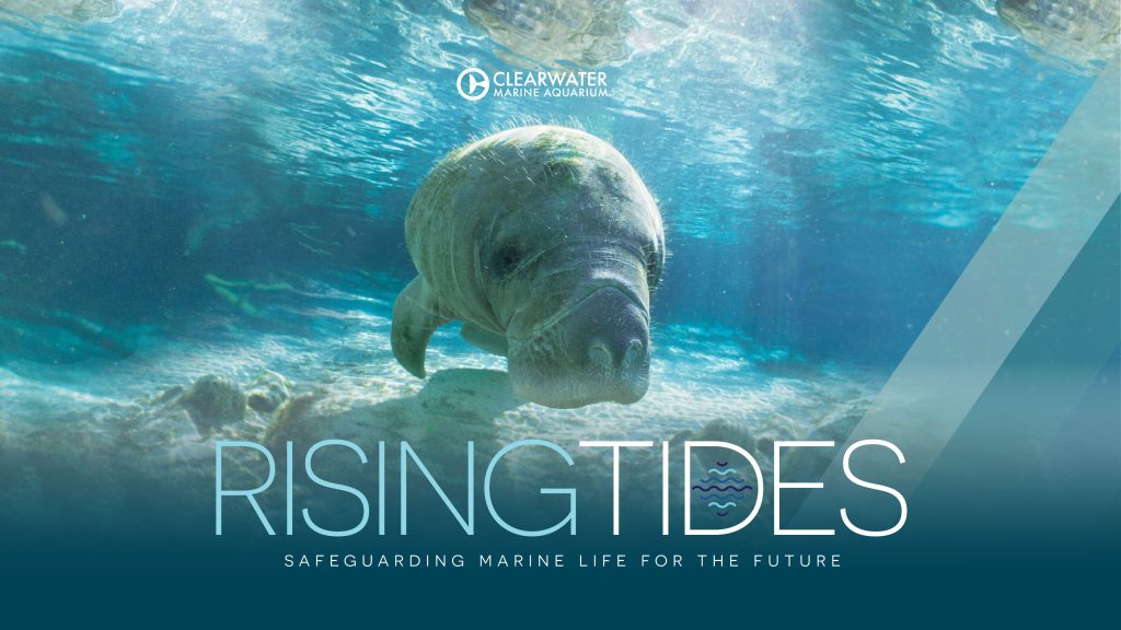 Rising Tides Clearwater Marine Aquarium