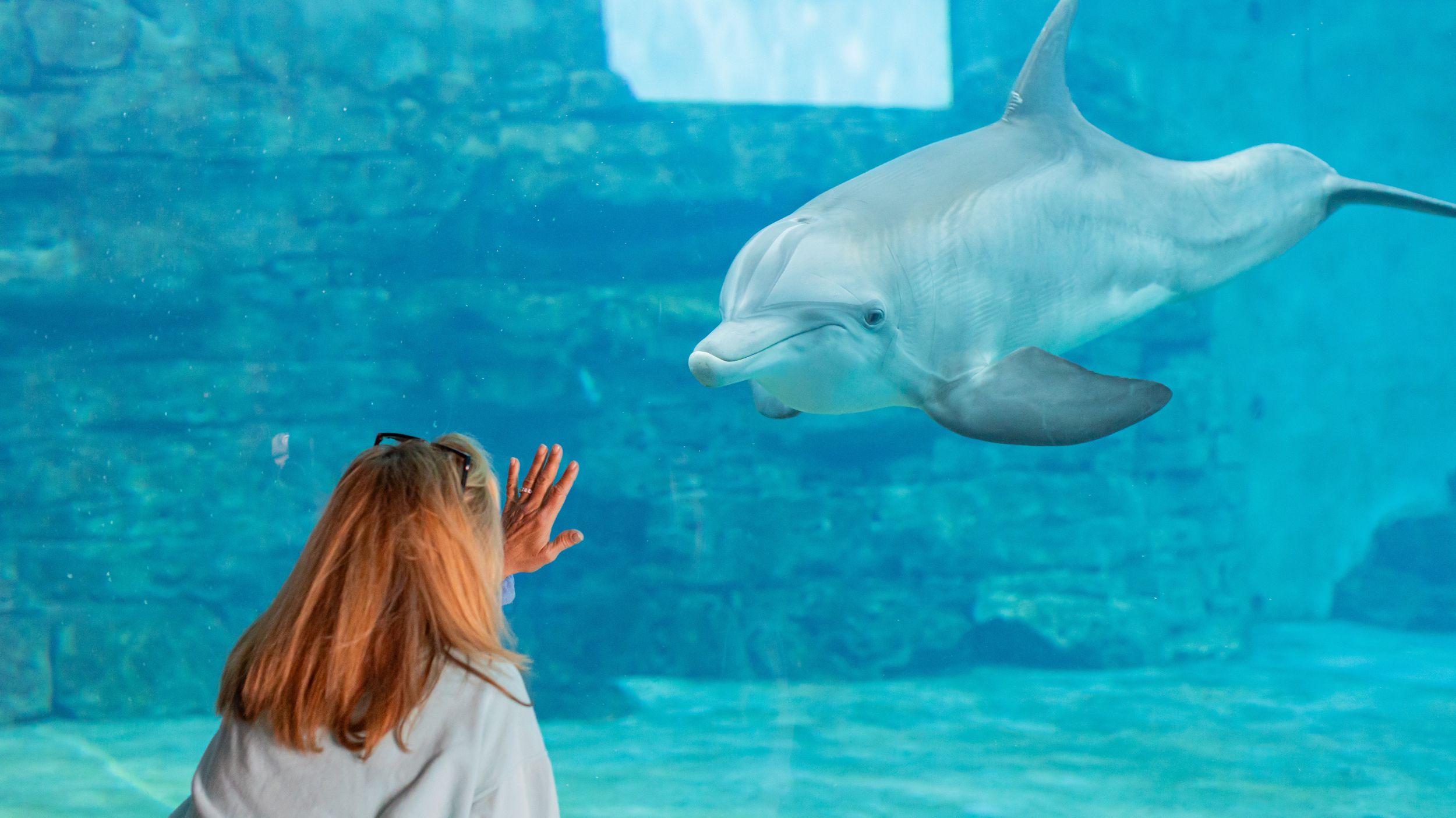 aquarium Clearwater Marine Aquarium | Florida's Marine Life Rescue Center