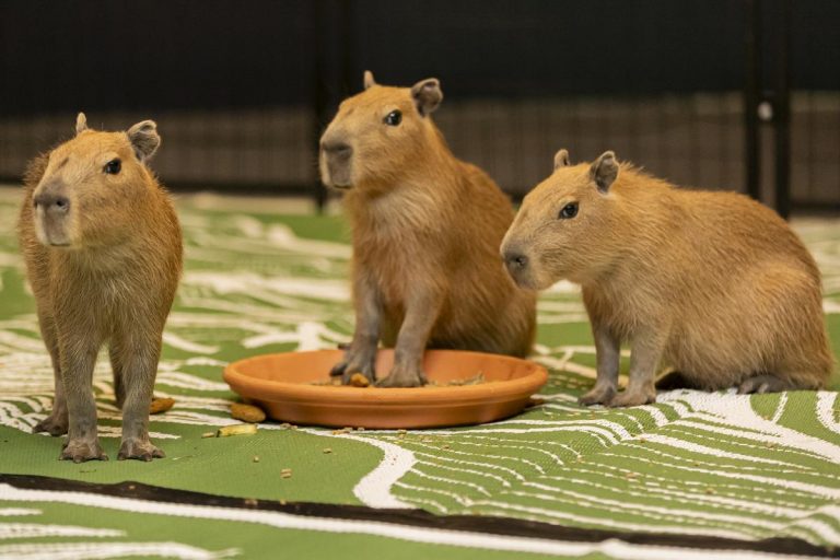 capybara