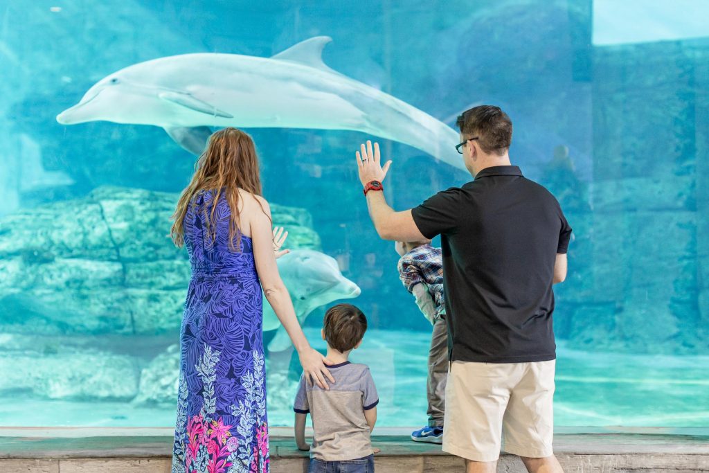 Dolphin window interaction
