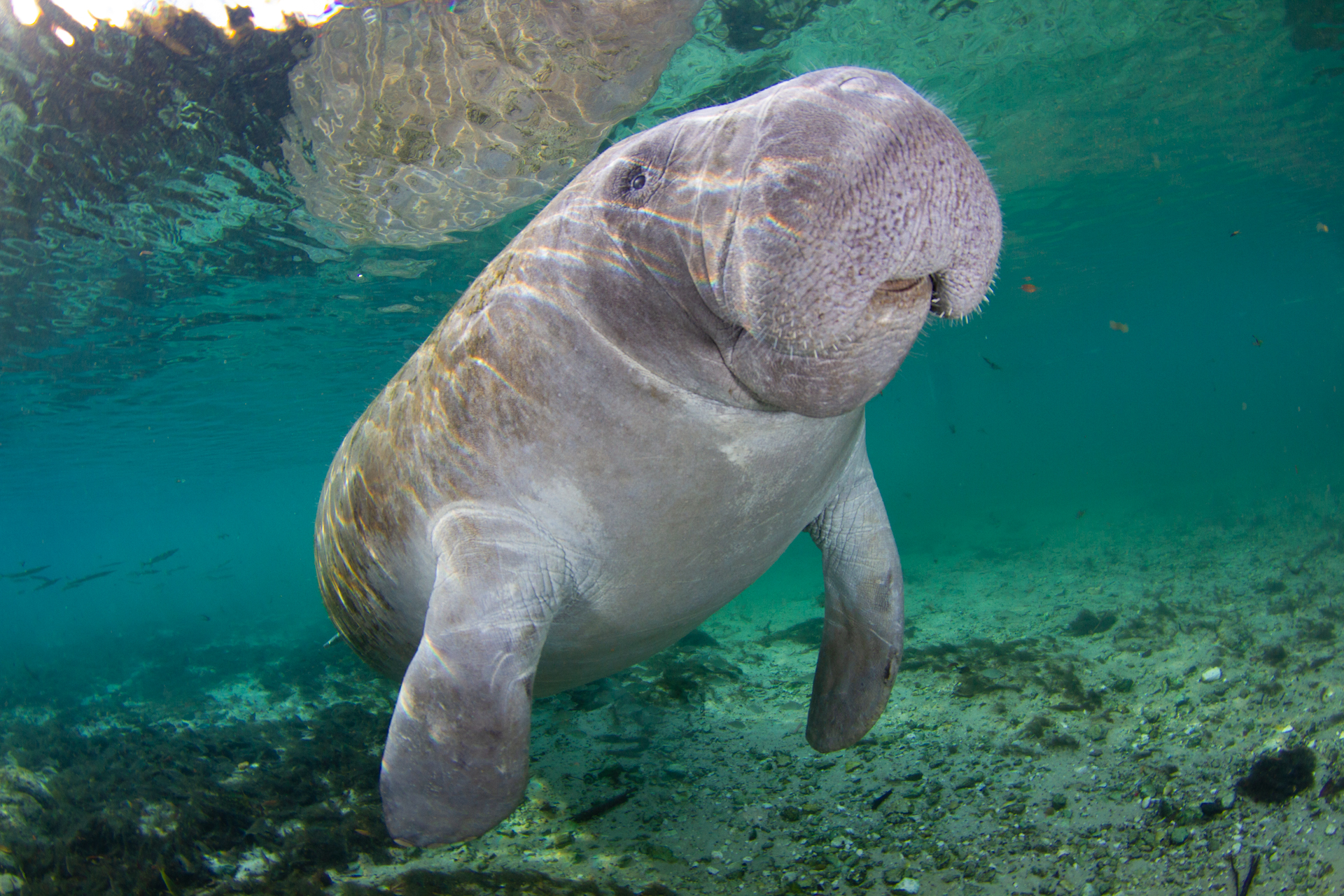 manatee
