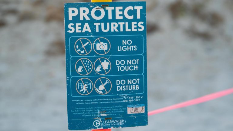 Sea Turtle Rode Sea Turtle Conservation Nesting Ride-Along - Clearwater Marine Aquarium