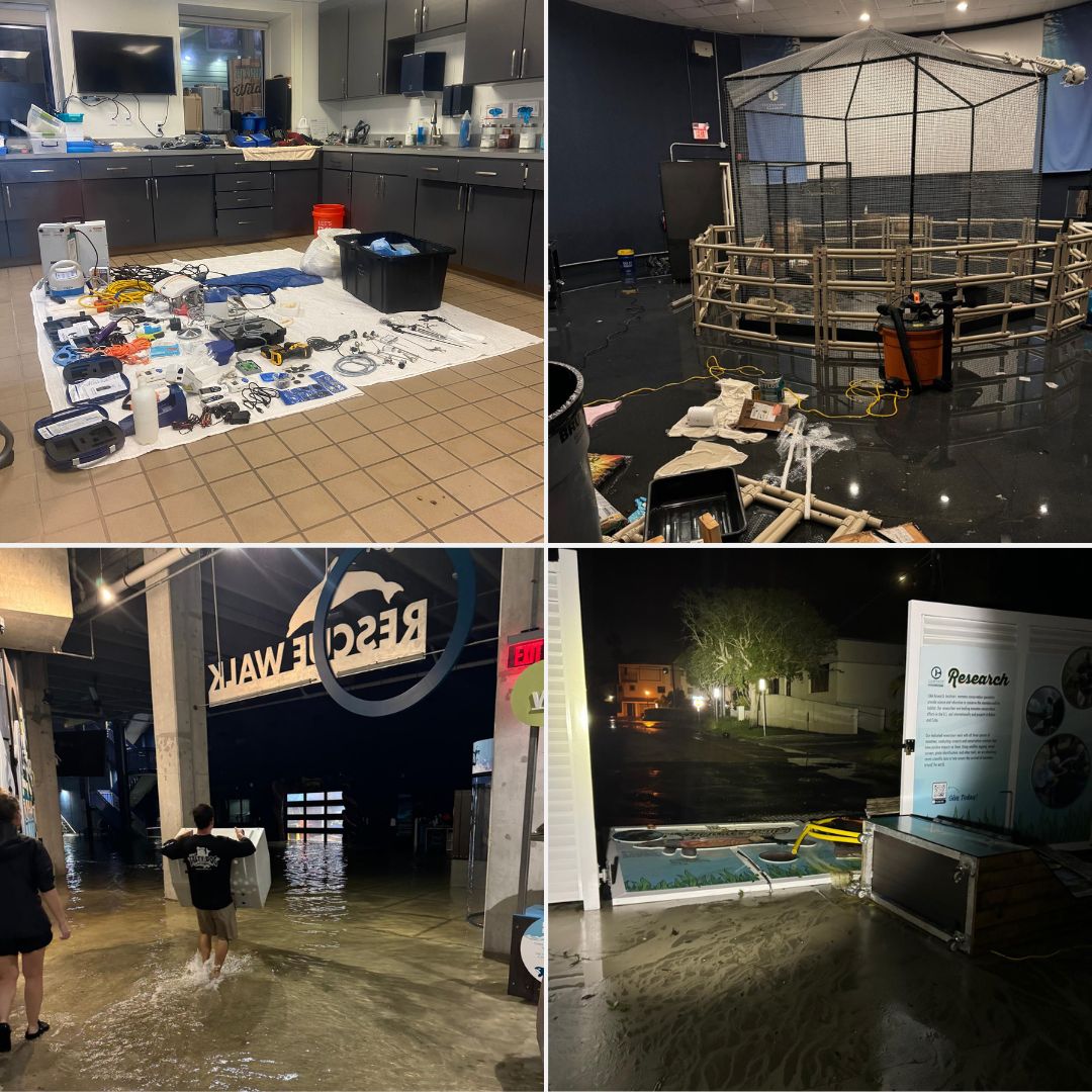 Hurricane Updates - Clearwater Marine Aquarium