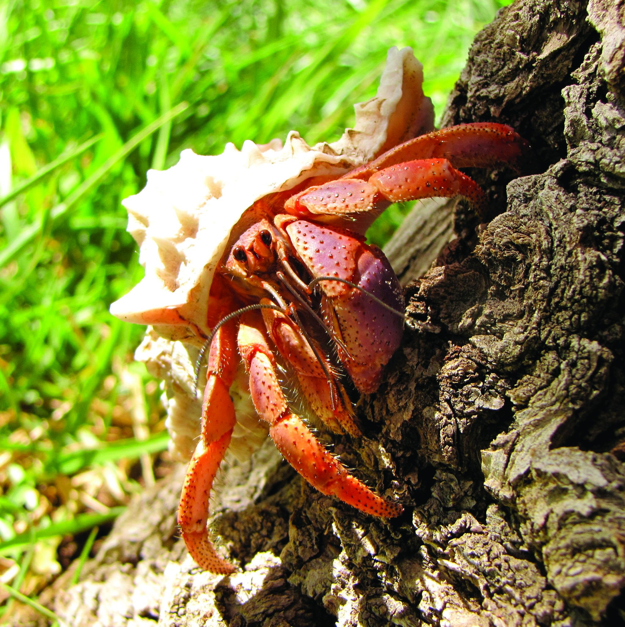 Caribbean_hermit_crab-2043x2048.jpg