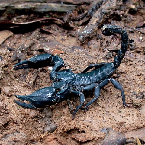 Asian forest scorpion