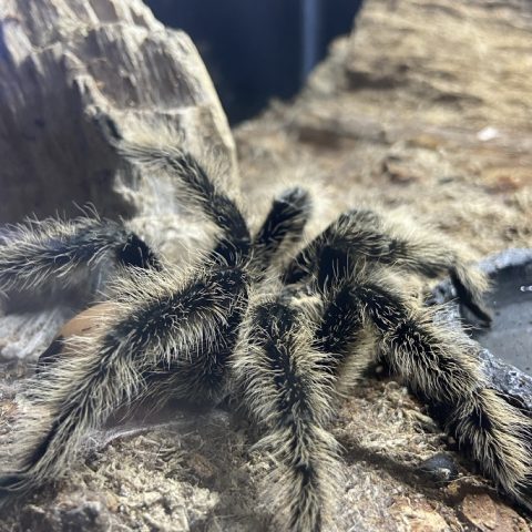tarantula