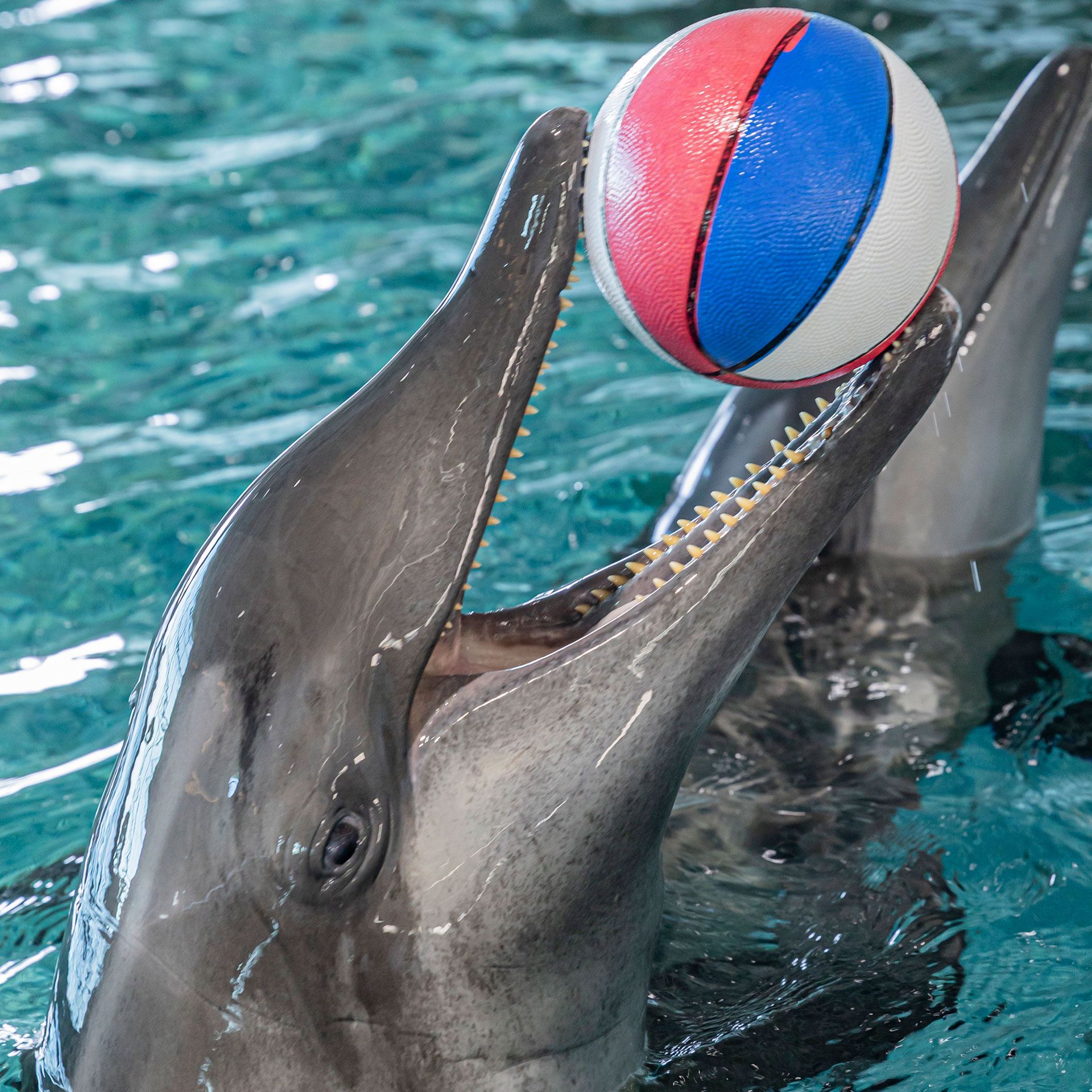Dagny the Dolphin - Clearwater Marine Aquarium