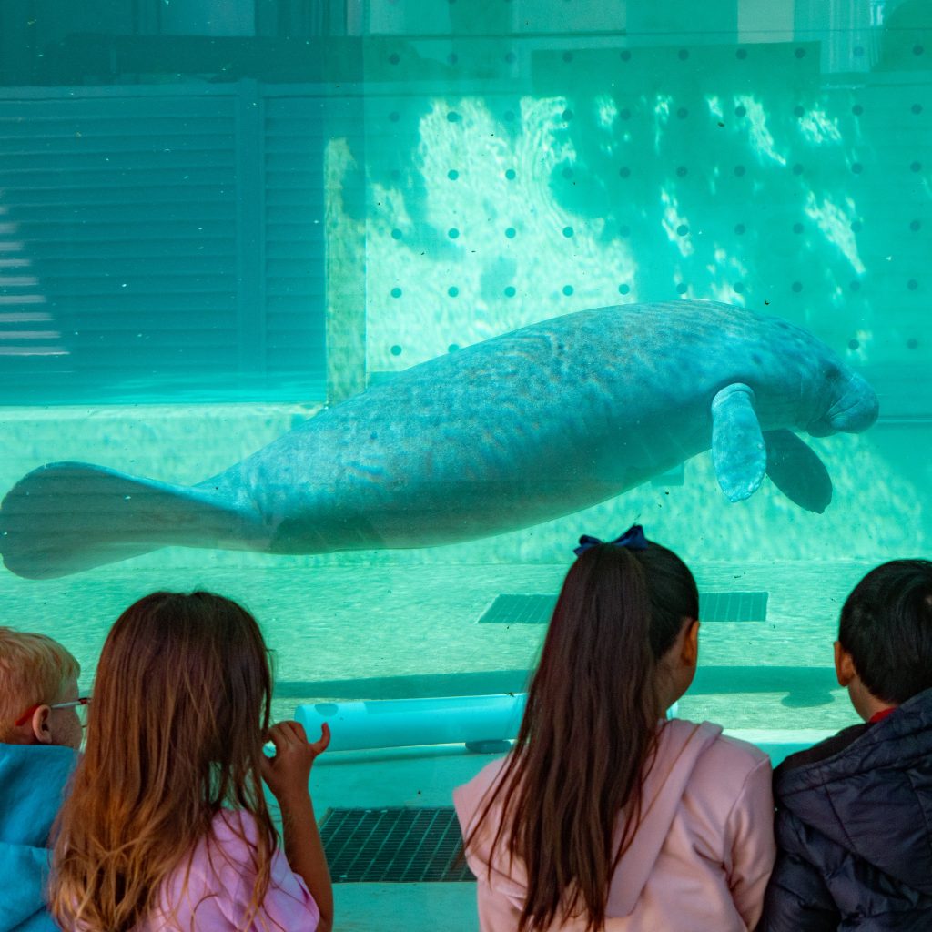 manatee viewing
