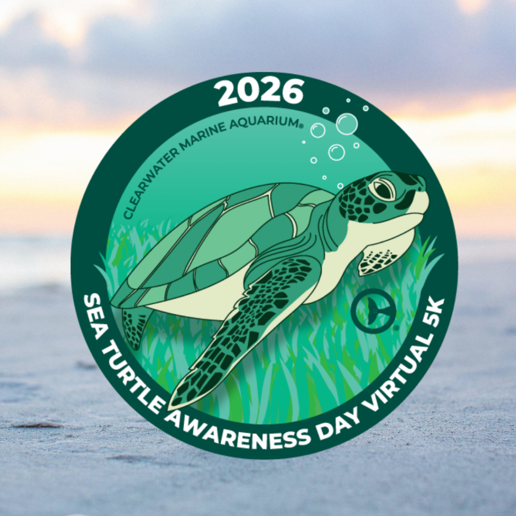 sea turtle 5K