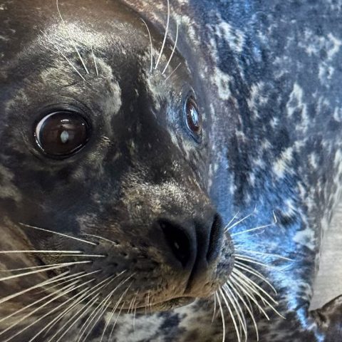 CMA Harbor Seal