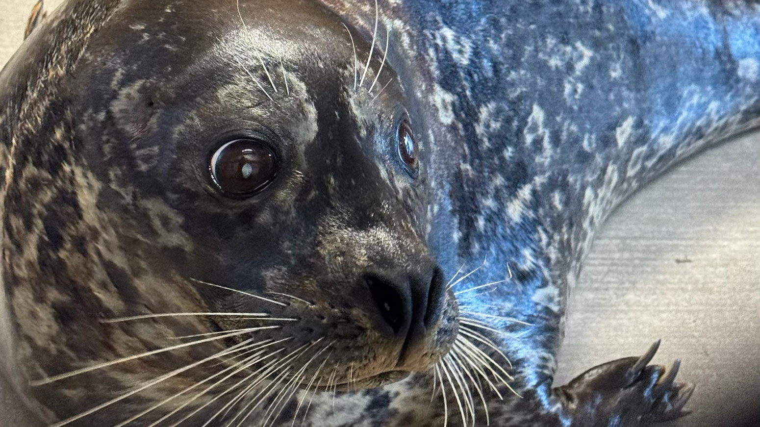 CMA Harbor Seal