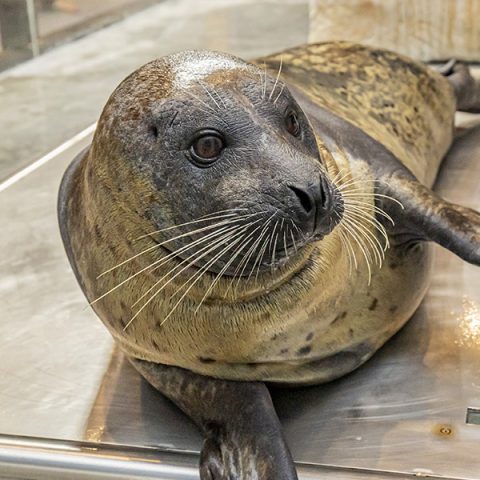 Ocean the harbor seal