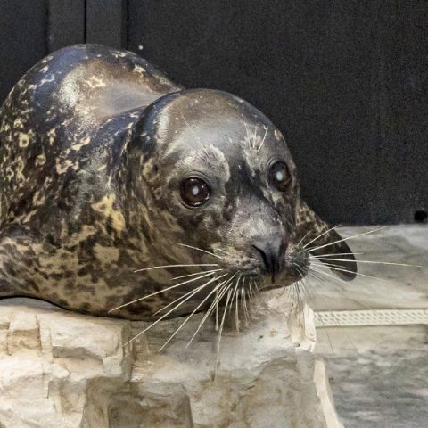 Pharaoh the harbor seal