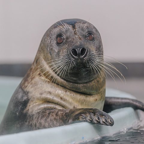 Scallop the harbor seal