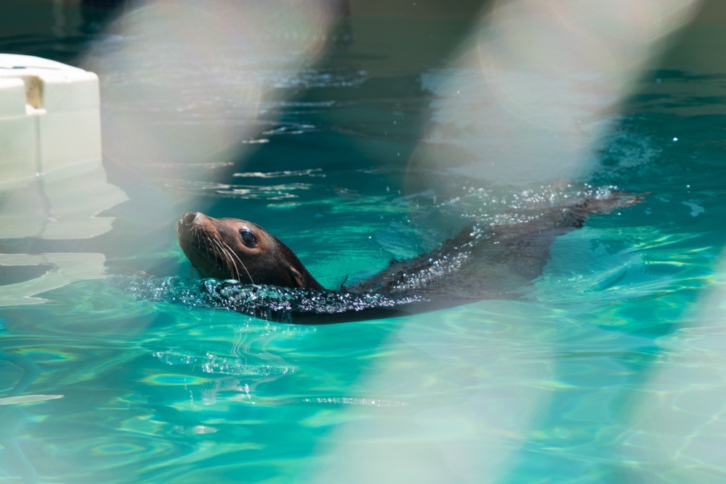 Sea Lion