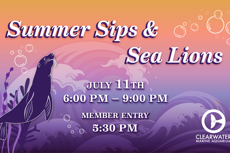 Sips & Sea Lions