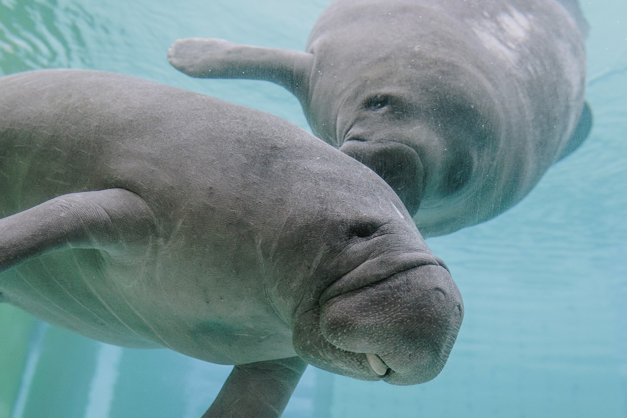 manatees
