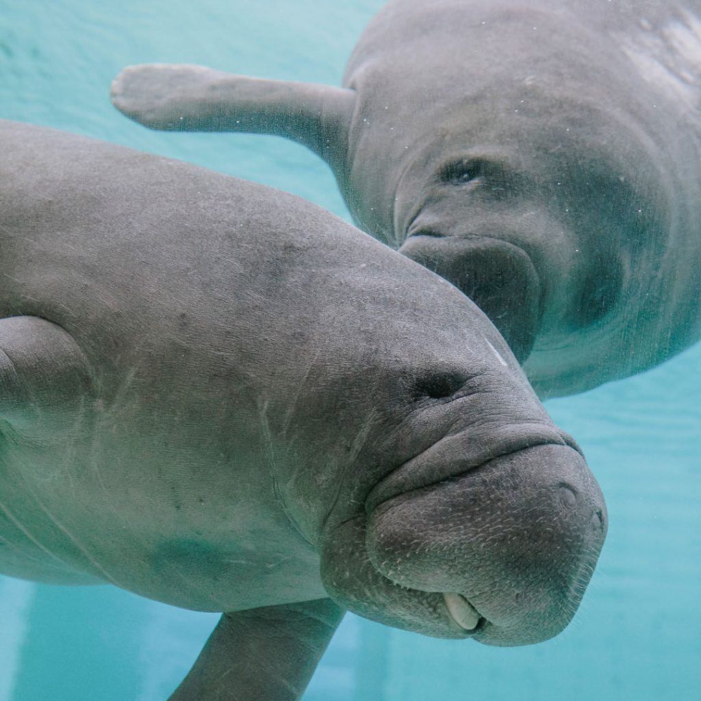 manatees in rehab