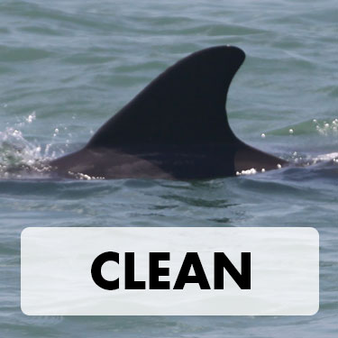 Clean Dorsal Fin