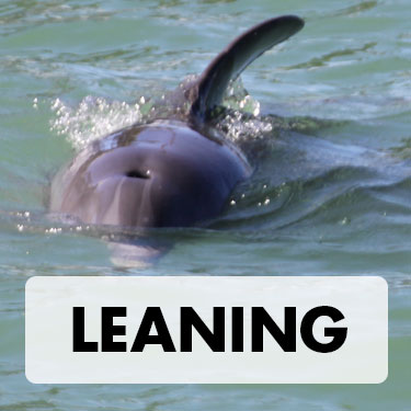 Leaning Dorsal Fin